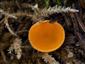 Spooneromyces helveticus