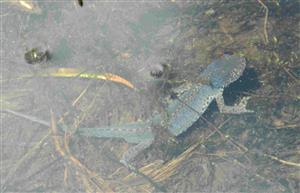 Triturus alpestris.jpg