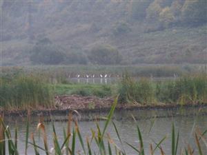 Brzotínske rybníky - Beluša veľká