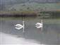Brzotínske rybníky - pár labutí