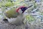 Picus viridis