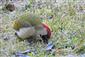 Picus viridis