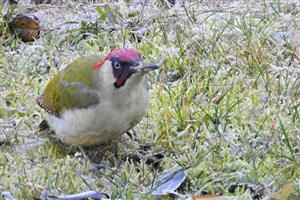 Picus viridis