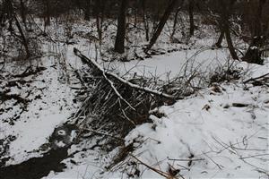 Castor fiber- hrádza
