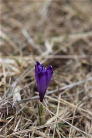 Crocus discolor