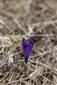 Crocus discolor