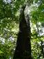 Dubovo-brestovo-jasenové nížinné lužné lesy