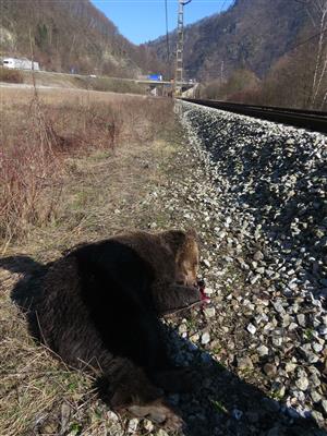 medveď hnedý usmrtený vlakom