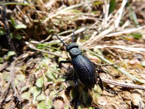 Meloe cicatricosus