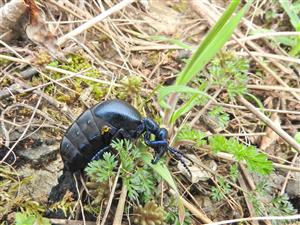 Meloe (Proscarabaeus) violaceus