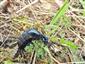 Meloe (Proscarabaeus) violaceus