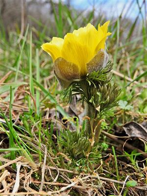 Adonis vernalis