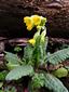 Primula veris