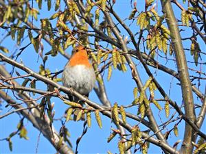 Erithacus rubecula