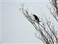 Corvus corax