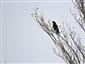 Corvus corax