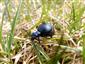 Meloe violaceus