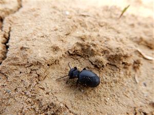 Meloe rugosus