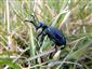 Meloe violaceus