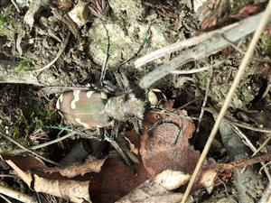 Cicindela sylvicola