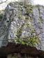 Silikátové skalné steny so štrbinovou vegetáciou