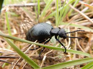 Meloe cicatricosus