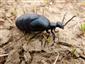 Meloe violaceus