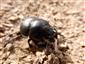 Lethrus apterus