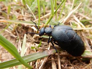 Meloe violaceus