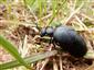 Meloe violaceus