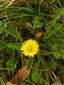 Taraxacum parnassicum