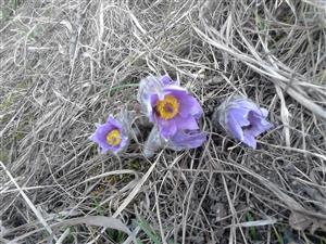 Pulsatilla slavica