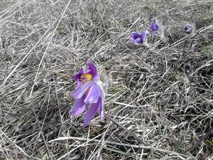 Pulsatilla slavica