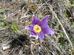 Pulsatilla slavica