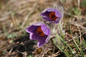 Pulsatilla slavica