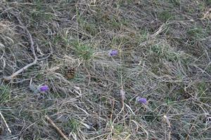 Pulsatilla slavica