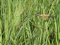 Carex nigra (syn.)