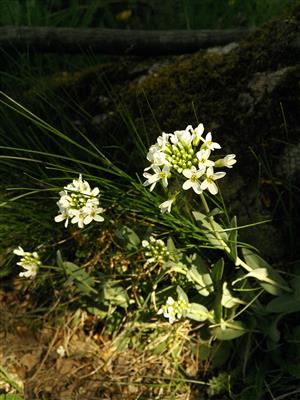 peniažtek slovenský