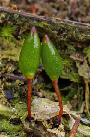 Buxbaumia viridis