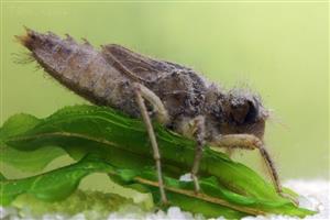 Libellula fulva