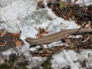 Lacerta agilis