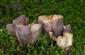 Gomphus clavatus