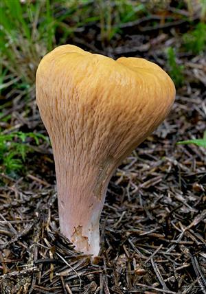 Clavariadelphus truncatus
