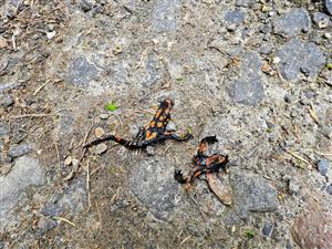 Salamandra salamandra