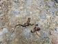 Salamandra salamandra