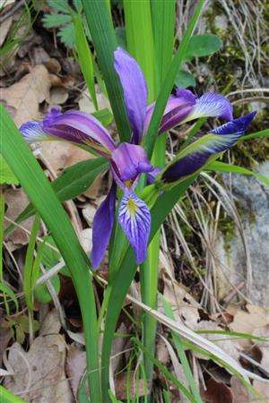 Iris graminea 20160510