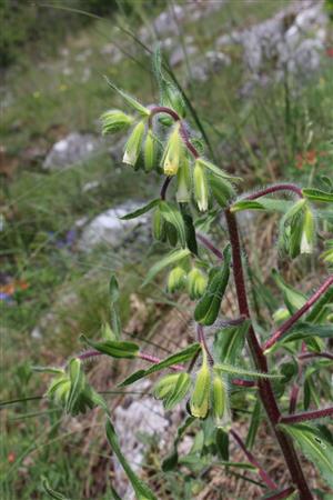 Onosma visianii