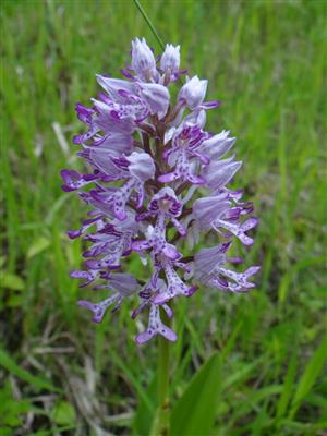 Orchis militaris_18_05_2016