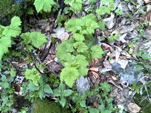foto ribes