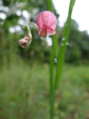 hrachor trávolistý